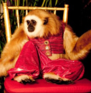 monkey